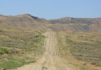 Antelope near Bridger Pass